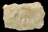 Fossil Plesiosaur (Zarafasaura) Tooth - Morocco #119657-1